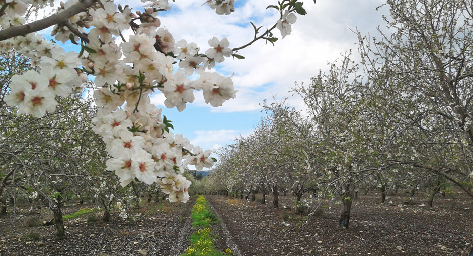 Obstgärten