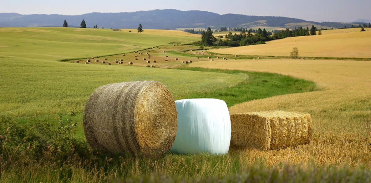 Round bales wrapped with Tama Netwrap and Stretchfilm, Large square bales wrapped with Tama Twine